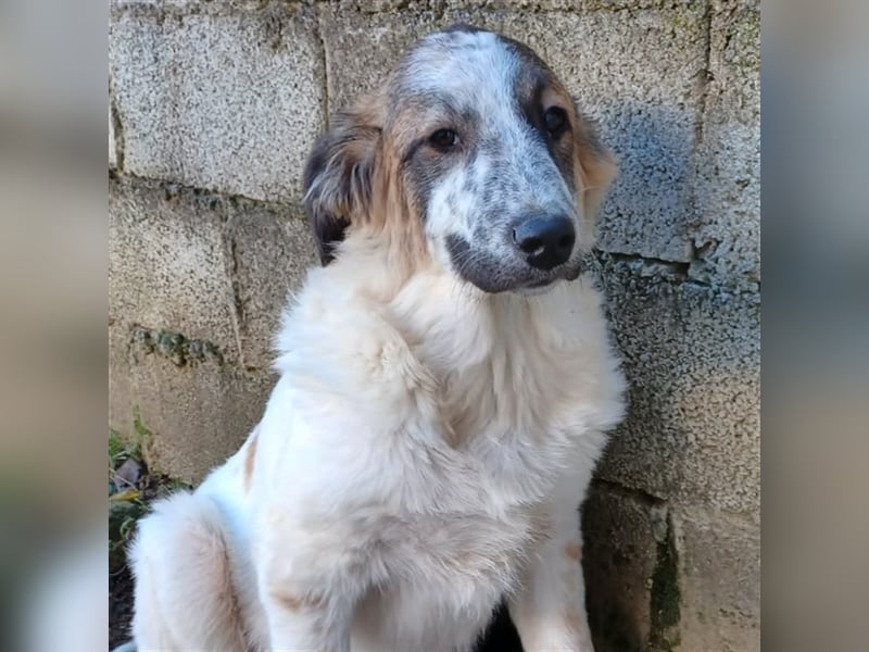 Joker- griechischer Hirtenhund-Mischling