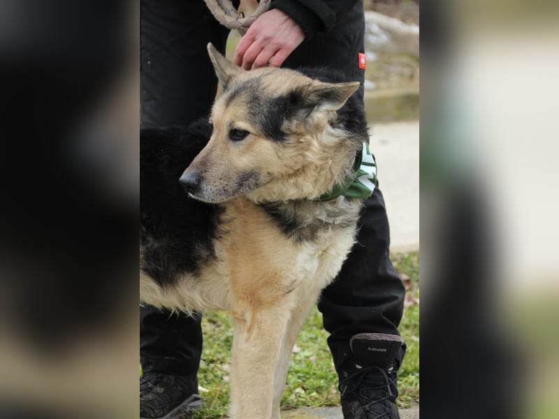 Rexi2, ruhiger lieber Schäfi  sucht ruhiges Plätzchen