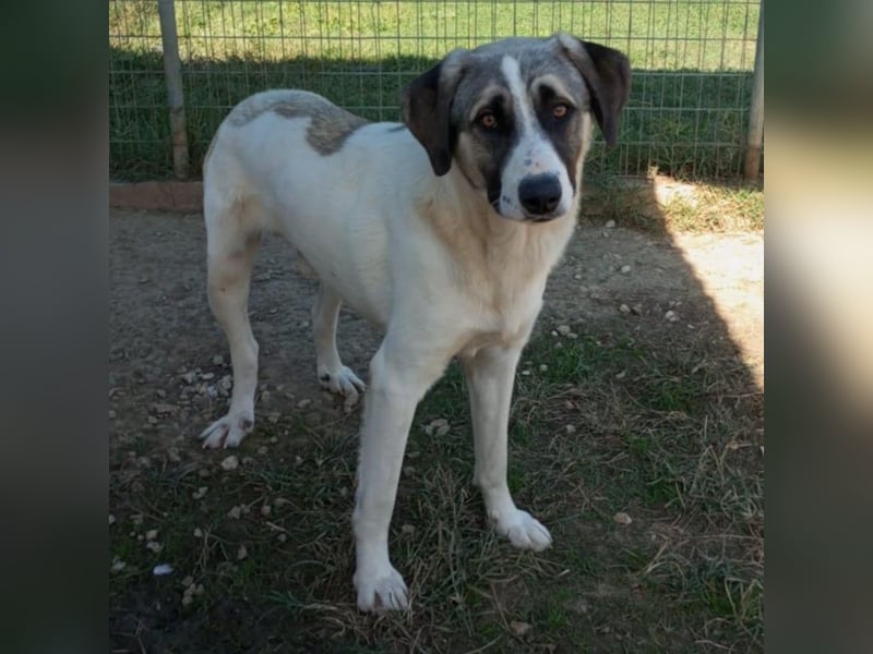 Gizmo-Schäferhund-Mischling - sucht ein Zuhause