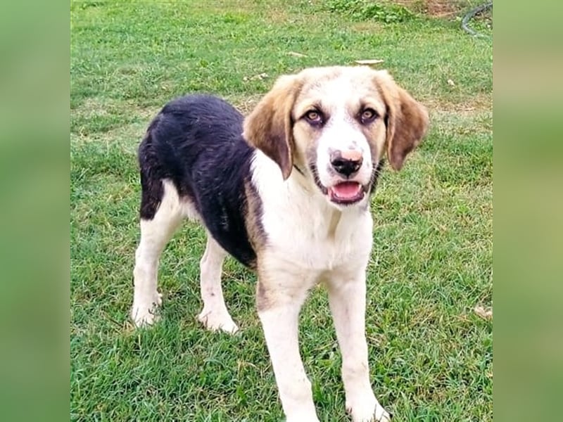 Barney - griech. Schäferhund-Mischling