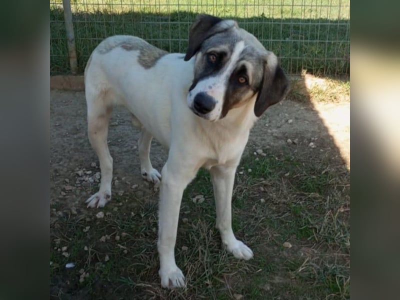 Gizmo-Schäferhund-Mischling - sucht ein Zuhause