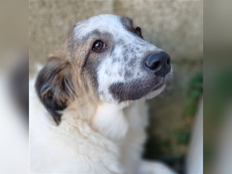 Joker- griechischer Hirtenhund-Mischling
