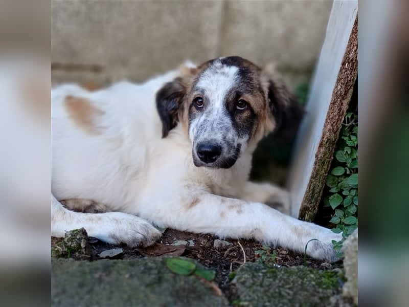 Joker- griechischer Hirtenhund-Mischling