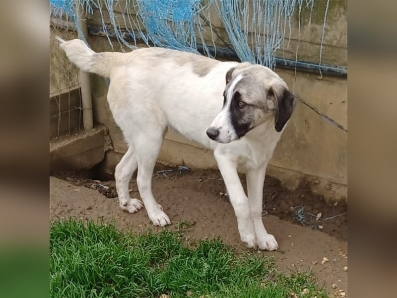 Gizmo-Schäferhund-Mischling - sucht ein Zuhause