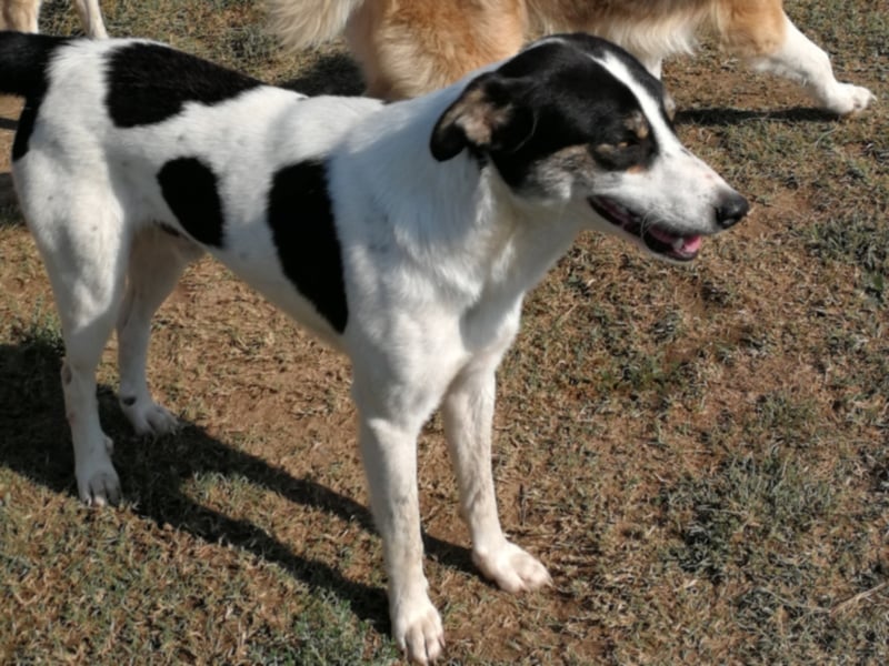 Askan Rüde