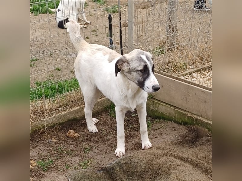 Gizmo-Schäferhund-Mischling - sucht ein Zuhause