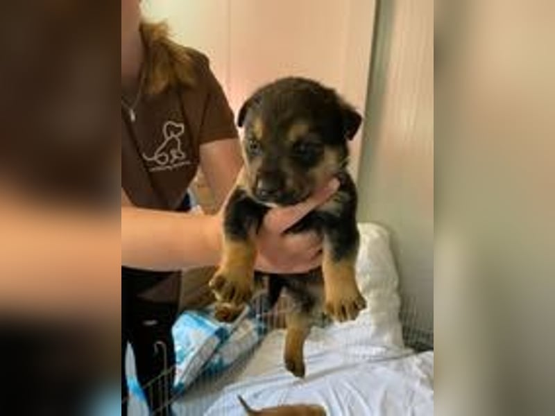 Zaim, sucht kuscheliges Zuhause