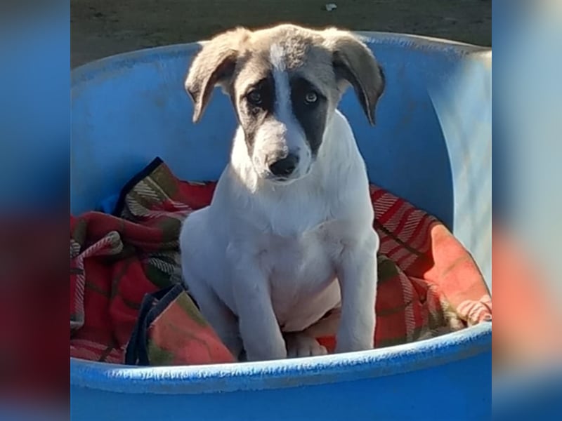 Gizmo-Schäferhund-Mischling - sucht ein Zuhause