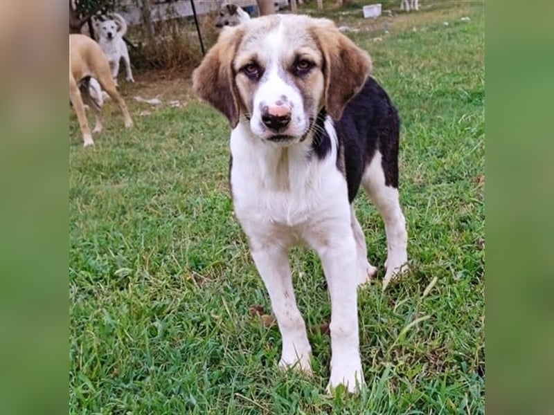 Barney - griech. Schäferhund-Mischling