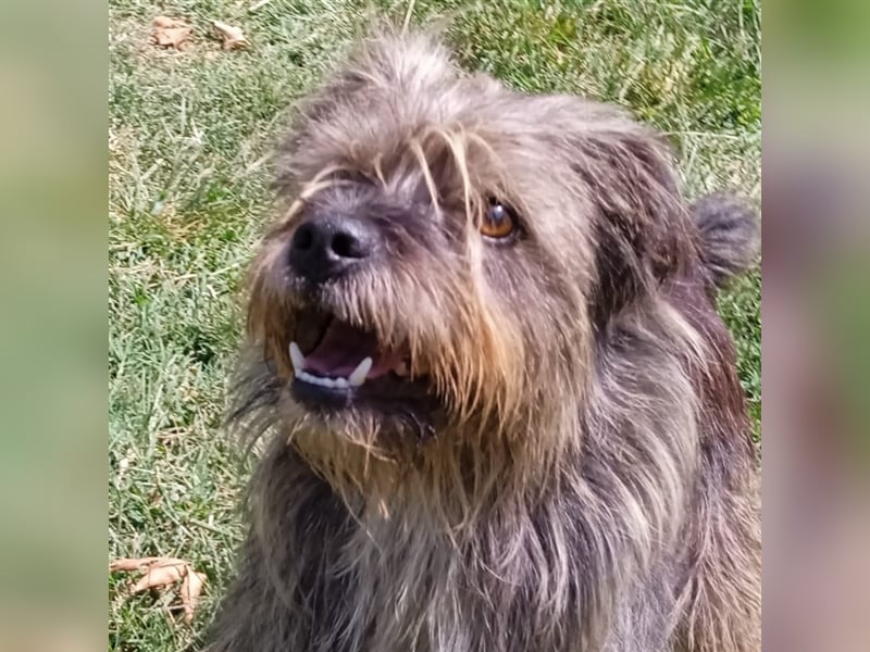 Bruno - Mischlingshund