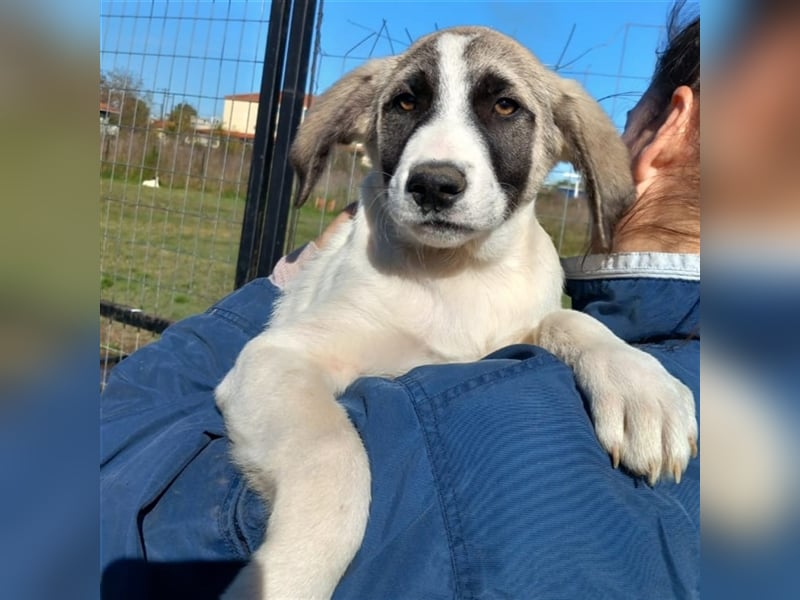 Gizmo-Schäferhund-Mischling - sucht ein Zuhause