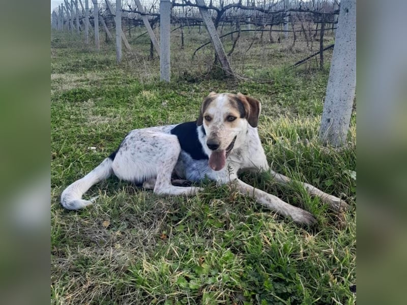 Rick-Jagdhund-Mischling- reserviert