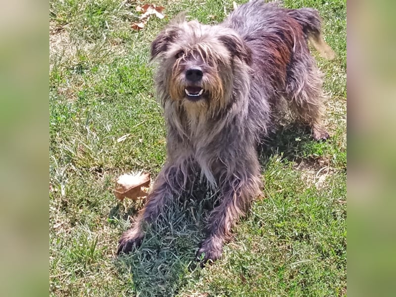 Bruno - Mischlingshund