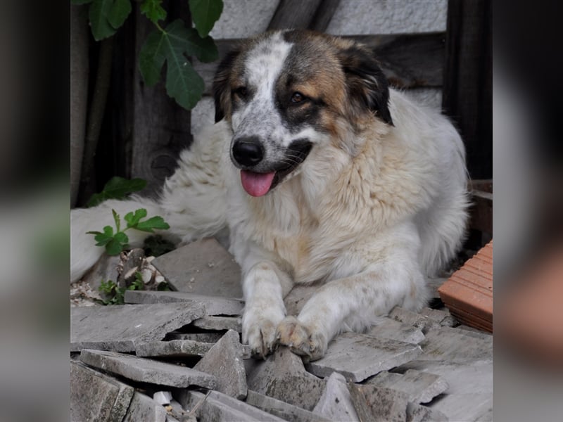 Joker- griechischer Hirtenhund-Mischling
