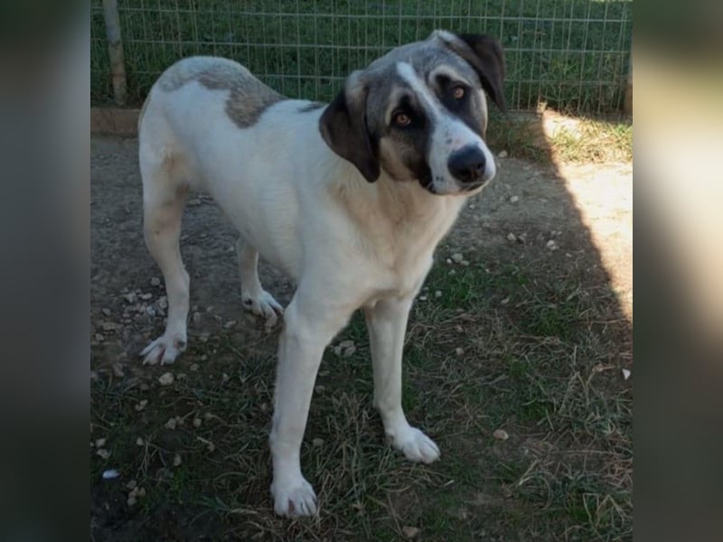 Gizmo-Schäferhund-Mischling - sucht ein Zuhause