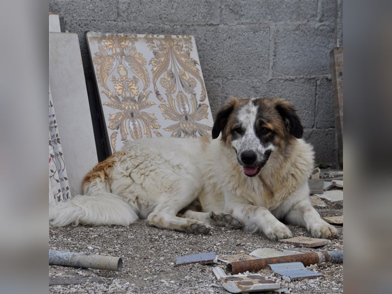 Joker- griechischer Hirtenhund-Mischling