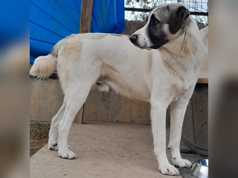 Gizmo-Schäferhund-Mischling - sucht ein Zuhause