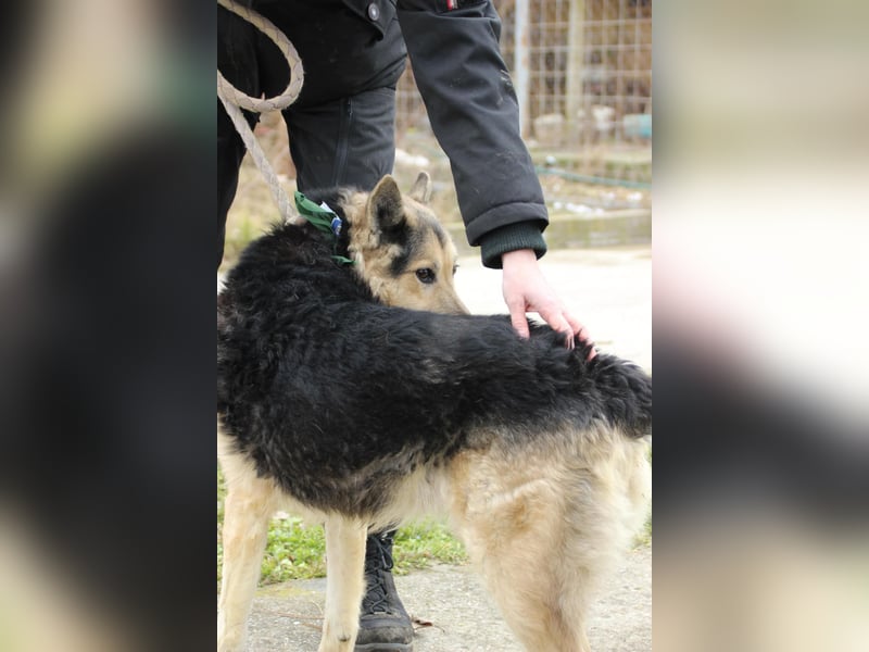 Rexi2, ruhiger lieber Schäfi  sucht ruhiges Plätzchen