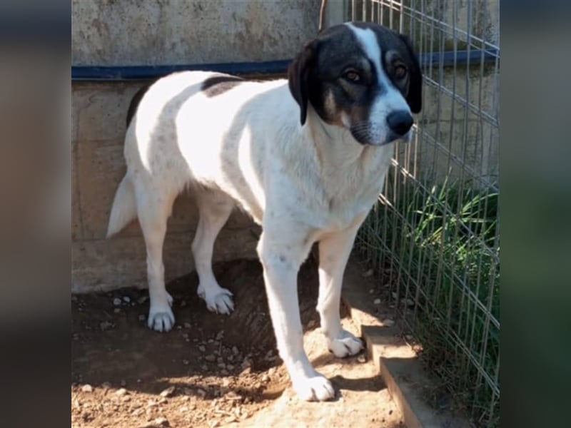 Harley-Schäferhund-Mischling - sucht ein Zuhause/Pflegestelle
