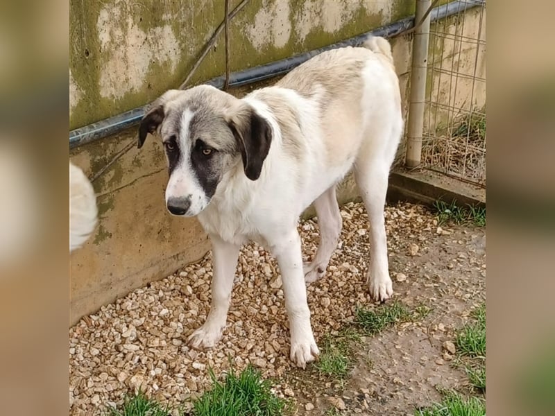 Gizmo-Schäferhund-Mischling - sucht ein Zuhause