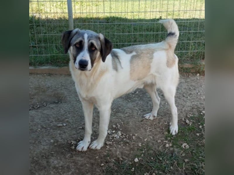 Gizmo-Schäferhund-Mischling - sucht ein Zuhause