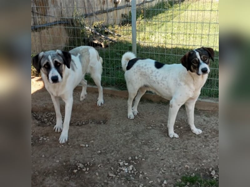 Harley-Schäferhund-Mischling - sucht ein Zuhause/Pflegestelle