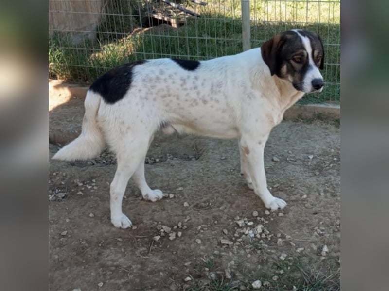Harley-Schäferhund-Mischling - sucht ein Zuhause/Pflegestelle