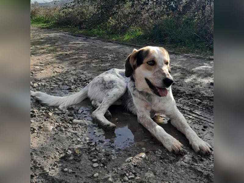 Rick-Jagdhund-Mischling- reserviert