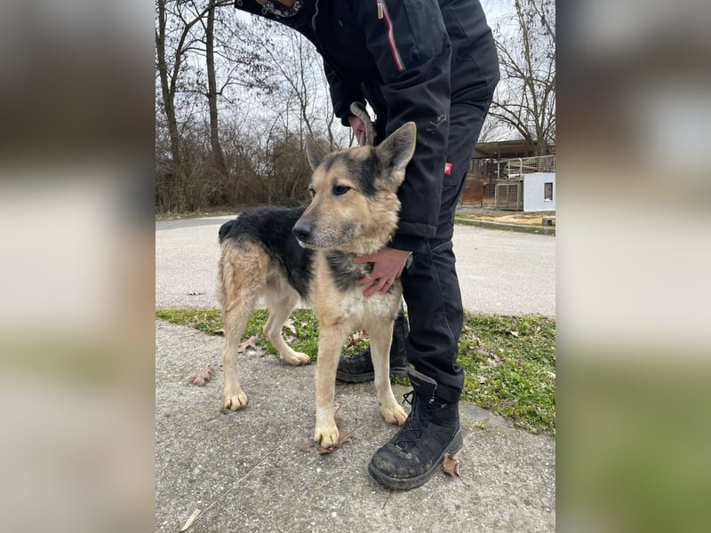 Rexi2, ruhiger lieber Schäfi  sucht ruhiges Plätzchen