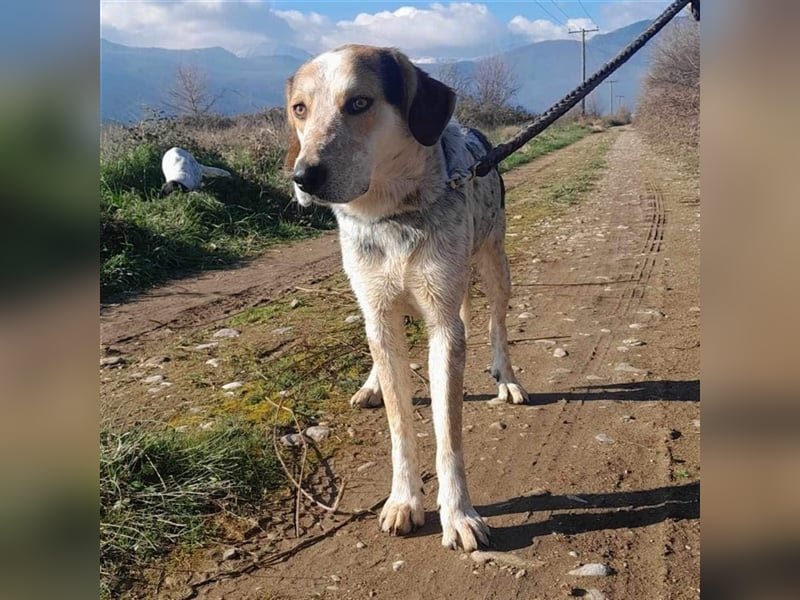 Rick-Jagdhund-Mischling- reserviert