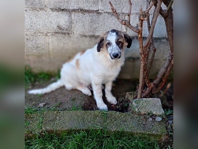 Joker- griechischer Hirtenhund-Mischling