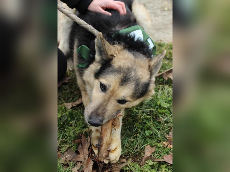 Rexi2, ruhiger lieber Schäfi  sucht ruhiges Plätzchen