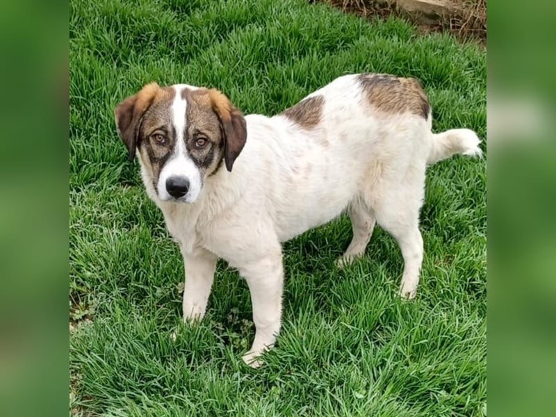 Harley-Schäferhund-Mischling - sucht ein Zuhause/Pflegestelle