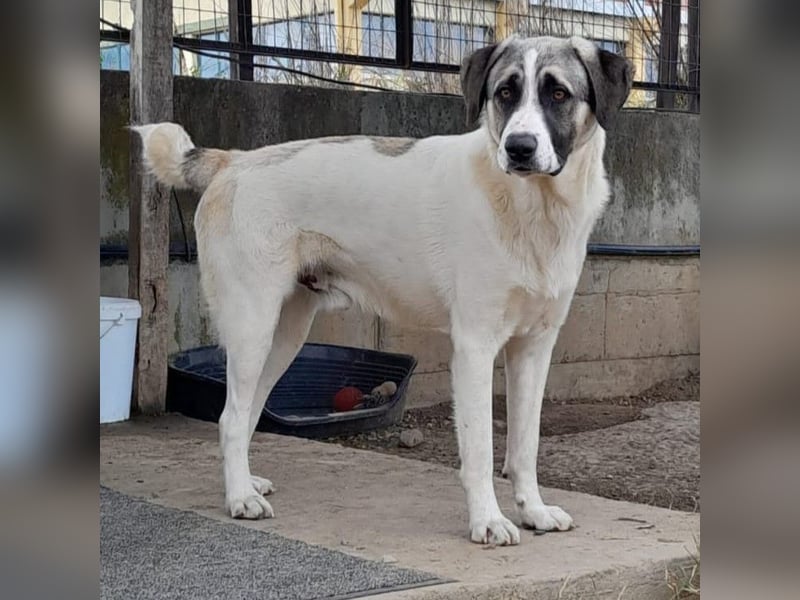 Gizmo-Schäferhund-Mischling - sucht ein Zuhause