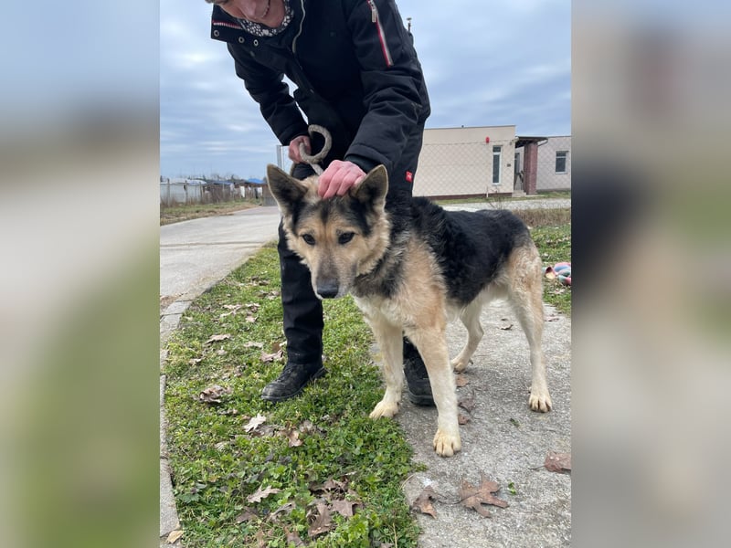 Rexi2, ruhiger lieber Schäfi  sucht ruhiges Plätzchen