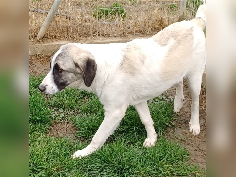 Gizmo-Schäferhund-Mischling - sucht ein Zuhause
