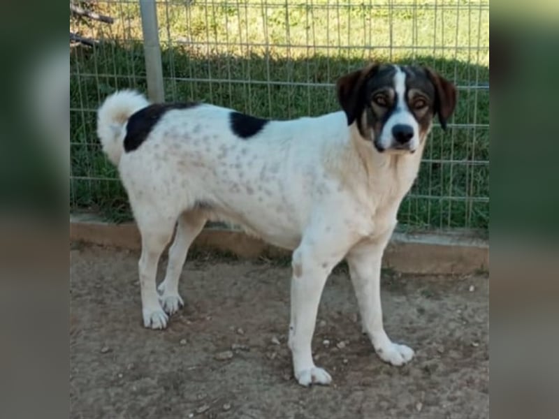 Harley-Schäferhund-Mischling - sucht ein Zuhause/Pflegestelle