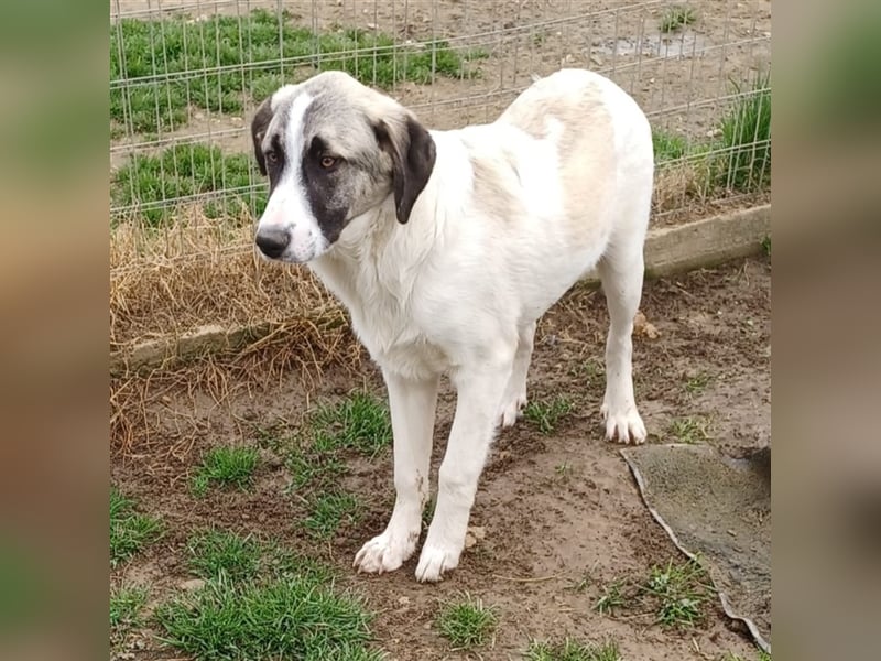 Gizmo-Schäferhund-Mischling - sucht ein Zuhause