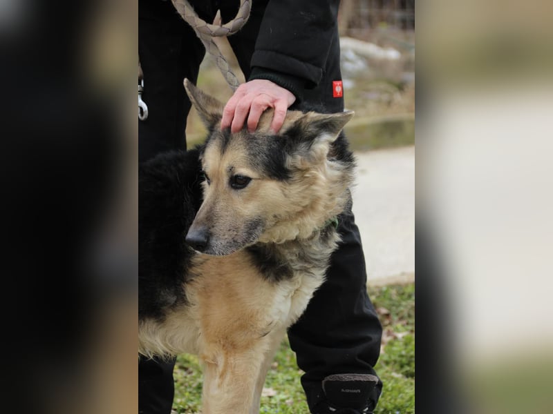 Rexi2, ruhiger lieber Schäfi  sucht ruhiges Plätzchen