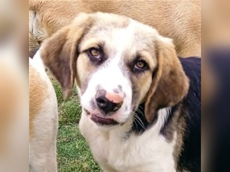 Barney - griech. Schäferhund-Mischling