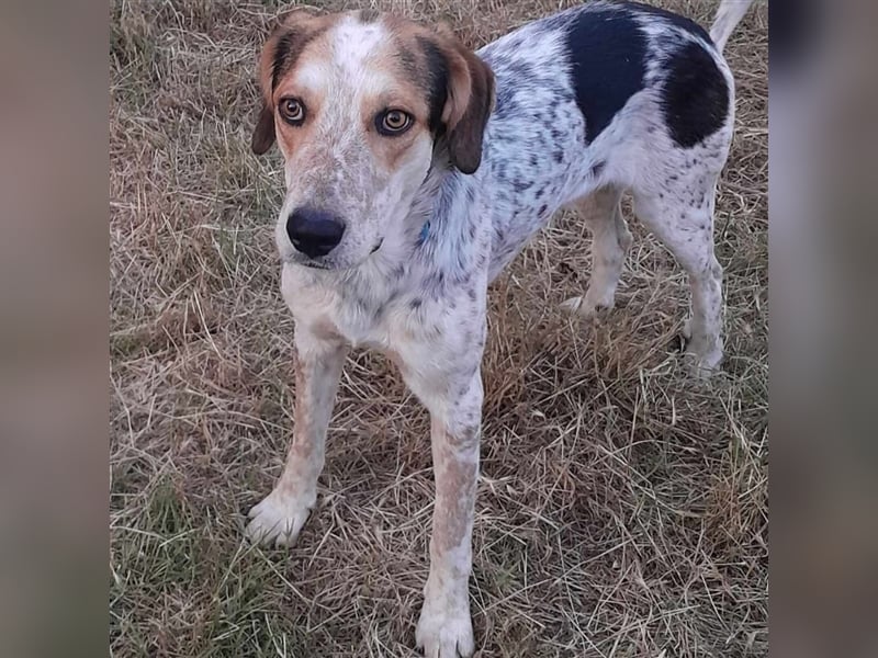 Rick-Jagdhund-Mischling- reserviert