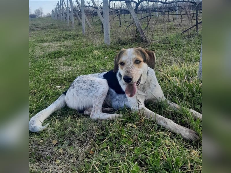 Rick-Jagdhund-Mischling- reserviert
