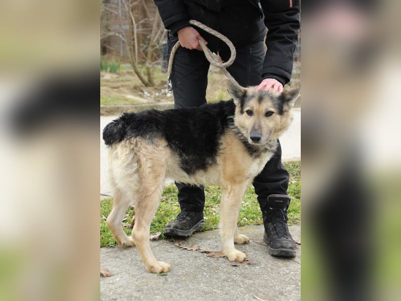 Rexi2, ruhiger lieber Schäfi  sucht ruhiges Plätzchen