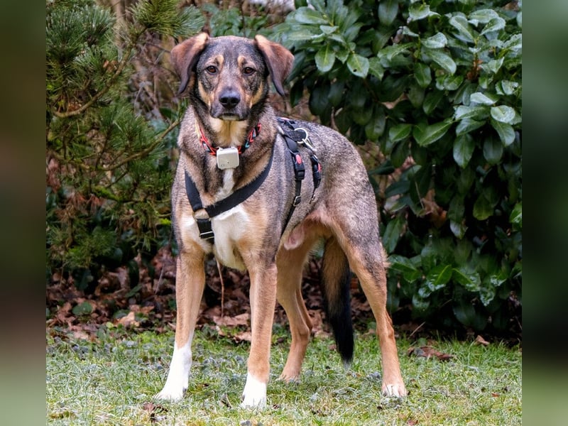 Mostie - ängstlicher Hund sucht SEIN Frauchen - Tierhilfe Franken e.V.