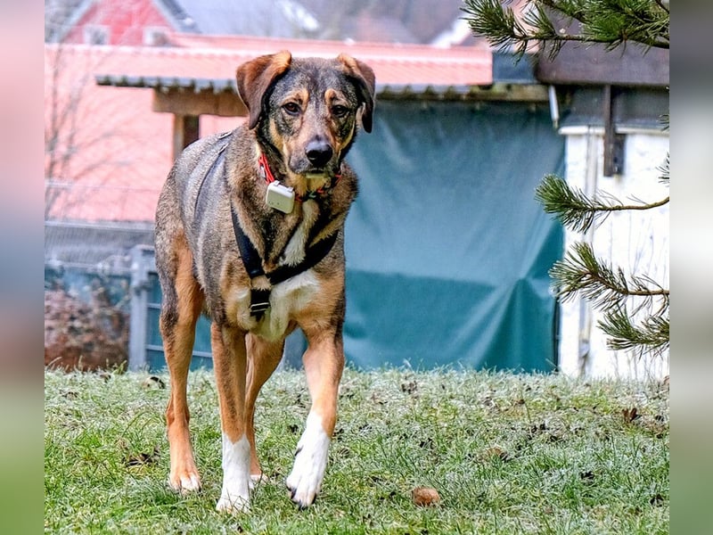 Mostie - ängstlicher Hund sucht SEIN Frauchen - Tierhilfe Franken e.V.