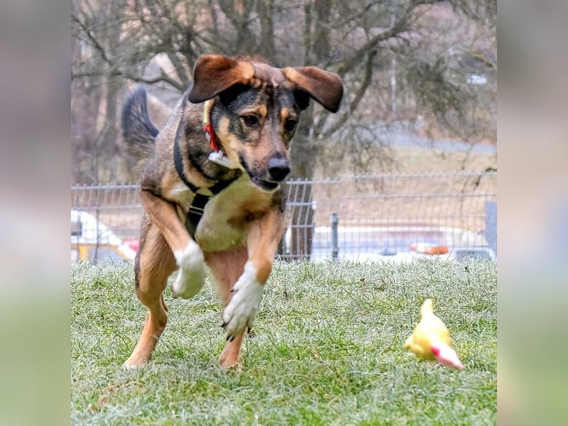 Mostie - ängstlicher Hund sucht SEIN Frauchen - Tierhilfe Franken e.V.