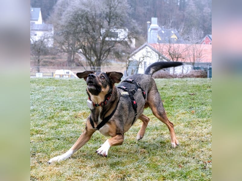 Mostie - ängstlicher Hund sucht SEIN Frauchen - Tierhilfe Franken e.V.
