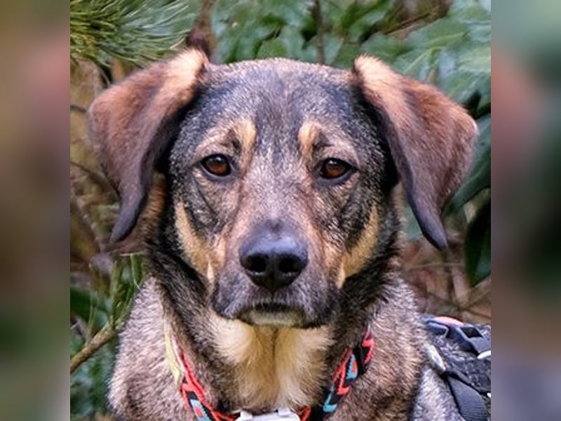 Mostie - ängstlicher Hund sucht SEIN Frauchen - Tierhilfe Franken e.V.