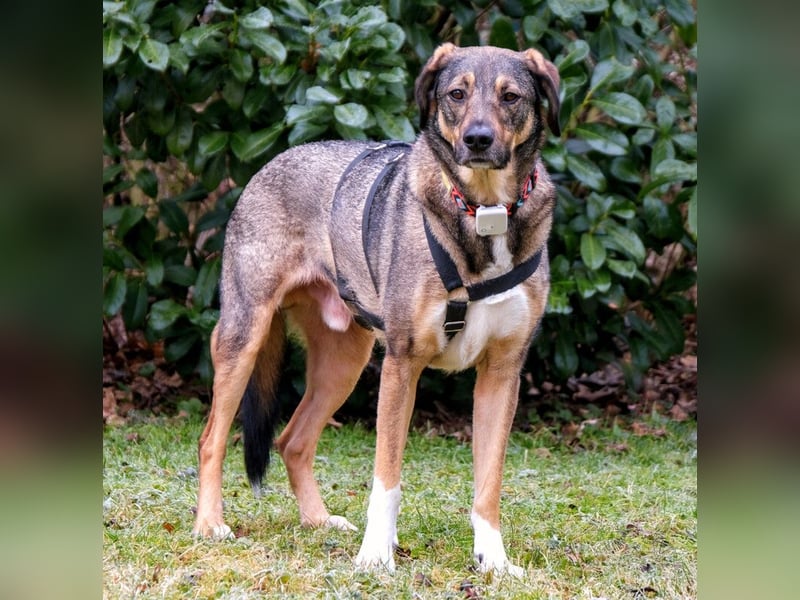 Mostie - ängstlicher Hund sucht SEIN Frauchen - Tierhilfe Franken e.V.