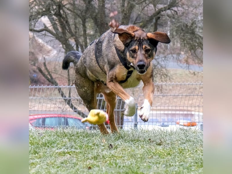 Mostie - ängstlicher Hund sucht SEIN Frauchen - Tierhilfe Franken e.V.